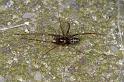 Linyphia_hortensis_D3907_Z_90_Badhoevedorp_Nederland