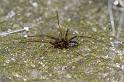 Linyphia_hortensis_D3908_Z_88_Badhoevedorp_Nederland