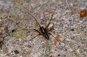 Linyphia_hortensis_D3910_Z_90_Badhoevedorp_Nederland