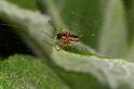 Linyphia_hortensis_D5747_Z_87_Prattenburg_Nederland