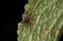 Linyphia_hortensis_D5748_Z_90_Prattenburg_Nederland