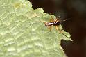 Linyphia_hortensis_D5749_Z_88_Prattenburg_Nederland