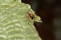 Linyphia_hortensis_D5750_Z_87_Prattenburg_Nederland