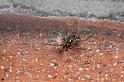 Linyphia_hortensis_D7591_Z_88_Badhoevedorp_Nederland