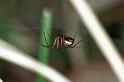 Linyphia_hortensis_F0449_Z_87_Waterleidingduinen_Nederland