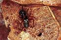 Linyphia_hortensis_F0452_O_78_Waterleidingduinen_Nederland