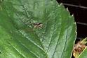 Linyphia_hortensis_P0199_Z_80_Badhoevedorp_Nederland