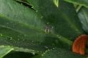 Linyphia_triangularis_D3769_Z_85_Ooij_Nederland