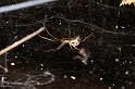 Linyphia_triangularis_D4607_Z_88_Waterleidingduinen_Nederland