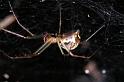 Linyphia_triangularis_D4608_Z_90_Waterleidingduinen_Nederland