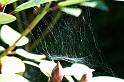 Linyphia_triangularis_D4629_Z_85_-_Oostenrijk