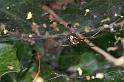 Linyphia_triangularis_D4634_Z_85_-_Oostenrijk