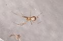 Linyphia_triangularis_D4639_Z_85_-_Oostenrijk