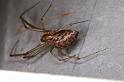 Linyphia_triangularis_D4640_Z_85_-_Oostenrijk