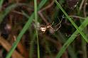 Linyphia_triangularis_D5242_Z_88_Maarsenbroek_Nederland