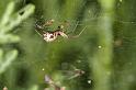Linyphia_triangularis_D5947_Z_82_Royan_Frankrijk