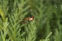 Linyphia_triangularis_D5949_Z_88_Royan_Frankrijk