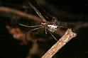 Linyphia_triangularis_D6990_Z_86_Waterleidingduinen_Nederland