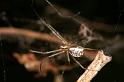 Linyphia_triangularis_D6991_Z_87_Waterleidingduinen_Nederland