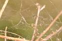 Linyphia_triangularis_D6992_Z_87_Waterleidingduinen_Nederland