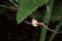Linyphia_triangularis_F0085_Z_85_Waterleidingduinen_Nederland
