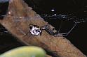 Linyphia_triangularis_P0314_Z_90_Waterleidingduinen_Nederland