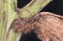 Neriene_montana_F0212_Z_92_Badhoevedorp_Nederland