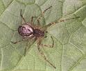 Neriene_montana_F0220_Z_93_Badhoevedorp_Nederland