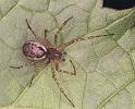 Neriene_montana_F0221_Z_87_Badhoevedorp_Nederland