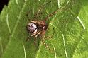 Neriene_montana_F0222_Z_86_Badhoevedorp_Nederland