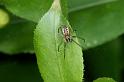 Neriene_peltata_D4314_Z_80_Veenendaal_Nederland