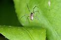 Neriene_peltata_D4315_Z_88_Veenendaal_Nederland