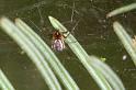 Neriene_peltata_D4316_Z_85_Veenendaal_Nederland