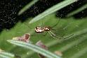 Neriene_peltata_D4317_Z_82_Veenendaal_Nederland