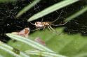 Neriene_peltata_D4318_Z_82_Veenendaal_Nederland