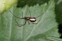 Neriene_peltata_D4319_Z_85_Veenendaal_Nederland
