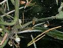 Neriene_peltata_D4420_Z_85_Oostvlieland_Nederland