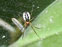 Neriene_peltata_D4421_Z_88_Oostvlieland_Nederland