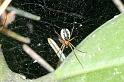 Neriene_peltata_D4422_Z_90_Oostvlieland_Nederland