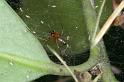 Neriene_peltata_D4423_Z_87_Oostvlieland_Nederland