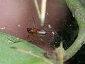 Neriene_peltata_D4424_Z_88_Oostvlieland_Nederland
