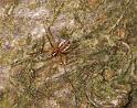 Neriene_peltata_D5602_Z_90_Prattenburg_Nederland