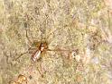 Neriene_peltata_D5604_Z_88_Prattenburg_Nederland