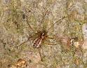 Neriene_peltata_D5605_Z_89_Prattenburg_Nederland