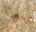 Neriene_peltata_D5606_Z_90_Prattenburg_Nederland