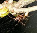 Neriene_peltata_D6018_Z_78_Dalsteeg_Nederland
