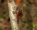 Neriene_peltata_D6019_Z_88_Dalsteeg_Nederland