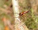 Neriene_peltata_D6020_Z_88_Dalsteeg_Nederland