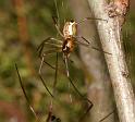 Neriene_peltata_D6022_Z_88_Dalsteeg_Nederland