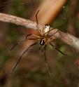 Neriene_peltata_D6023_Z_90_Dalsteeg_Nederland
